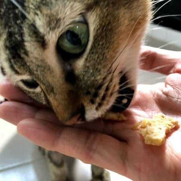 Pawmeal Chicken Cheese Rice