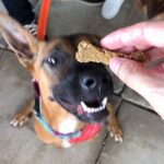 Parmesan Beef Bones 15 1240x1240