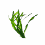 Pawmeal Organic Kelp