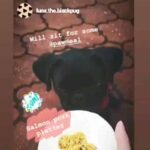 Pawmeal Assorted Mixed Flavours © (4 to 8 different flavours each month) - Image 8