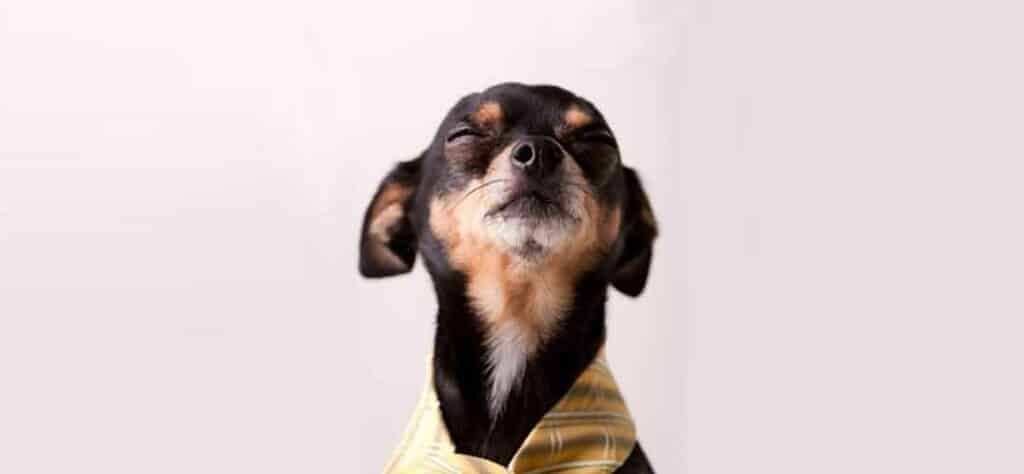 Pawmeal How To Help A Picky Dog Eat