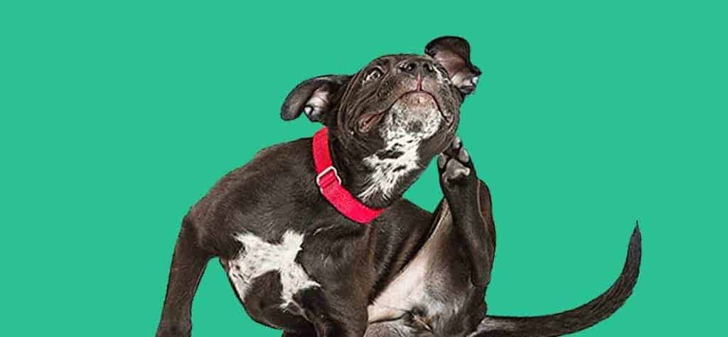 How do you know if your dog has a food allergy?