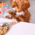 Pawmeal-Clarabel-Mocha