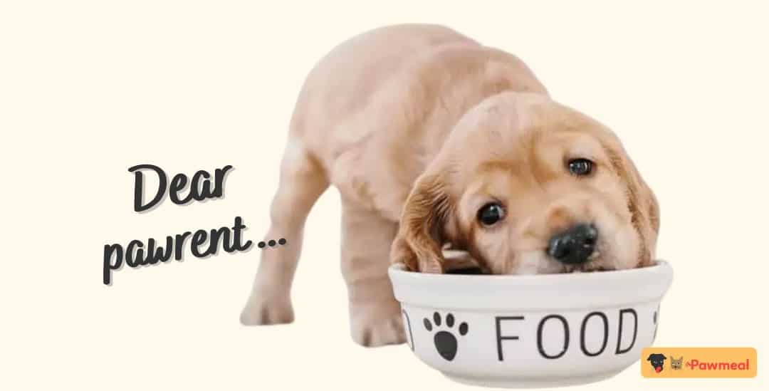 Pawmeal-email-header