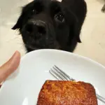 Pawmeal's Golden Fortune Roasted Pork