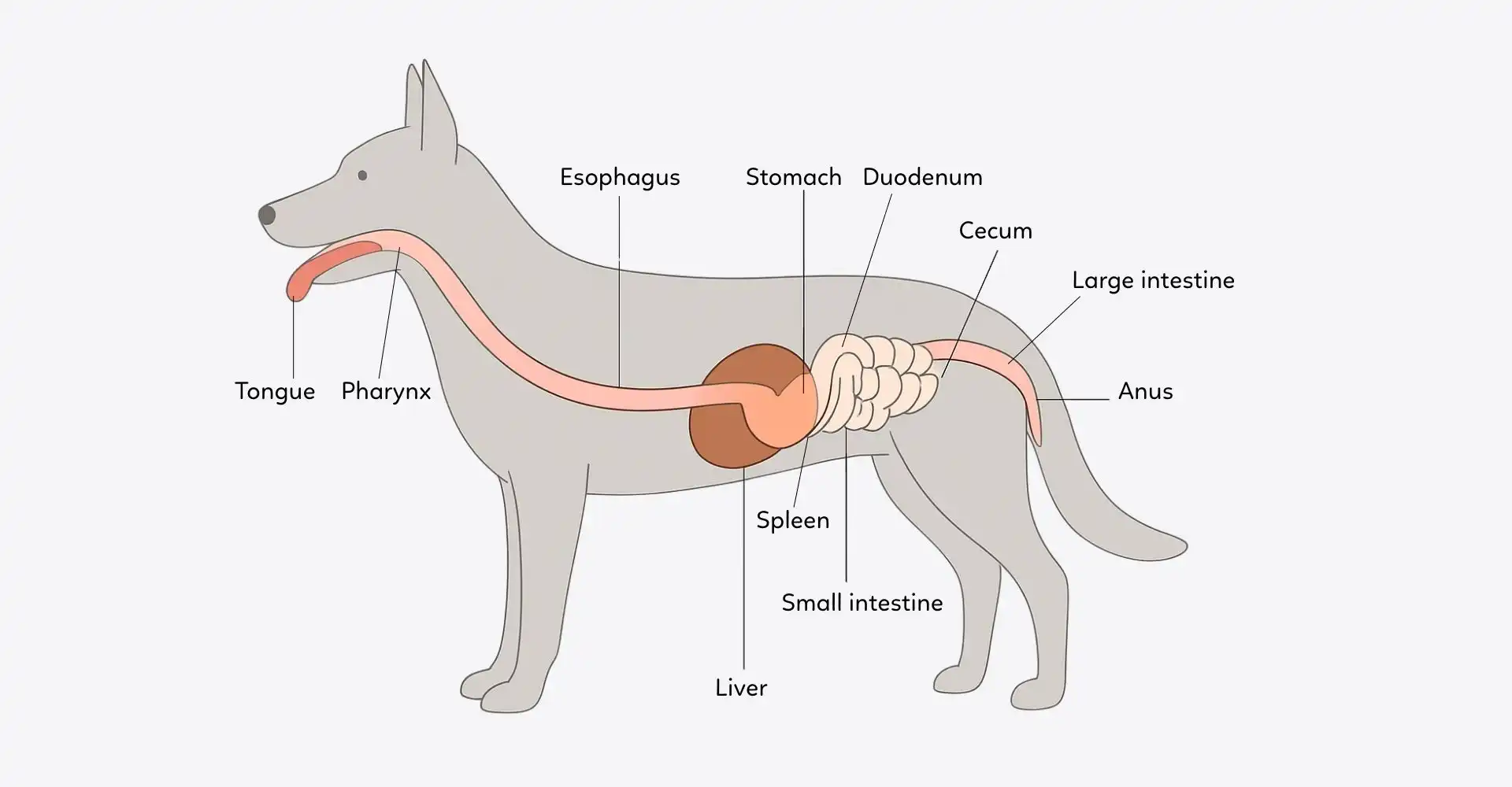 Pawmeal gut health diagram